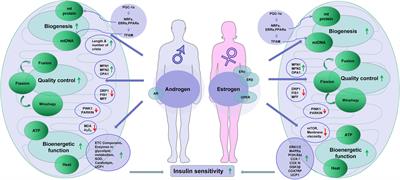 Mitochondria in Sex Hormone-Induced Disorder of Energy Metabolism in Males and Females